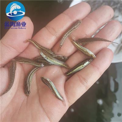 魚類養殖技術 科學管理與可持續發展