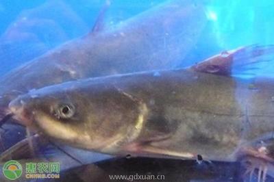 黔魚 特色淡水經濟魚種及其養殖技術詳解
